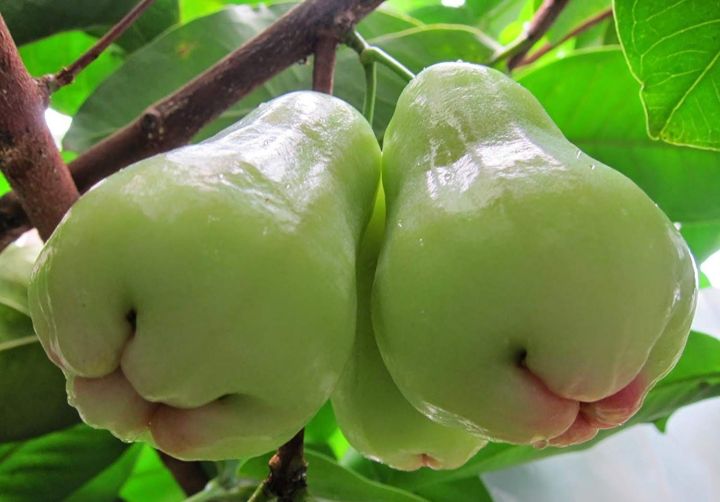 cây mận Thái xanh trồng chậu